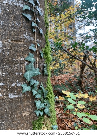 Similar – Image, Stock Photo Ivy climbs up tree trunk