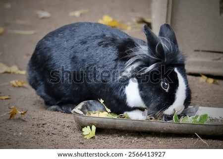 Similar – Foto Bild Hauskaninchen frisst frische Karotte