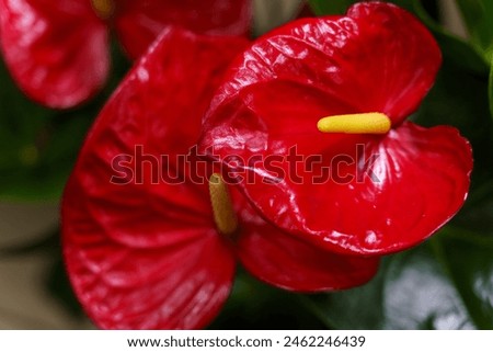 Similar – Image, Stock Photo Beautiful shot of anthurium flowers