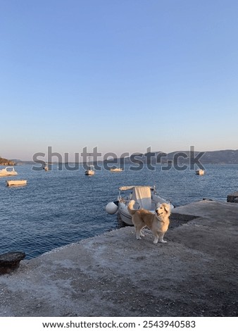 Similar – Foto Bild Niedlichen Hund auf Pier in der Nähe von Meer