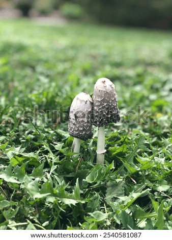 Similar – Image, Stock Photo little mushroom head