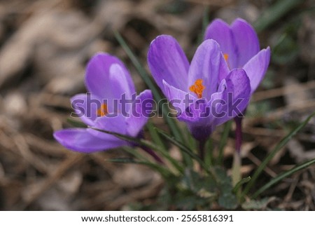 Similar – Image, Stock Photo three crocuses Crocus