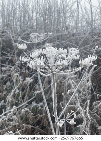 Similar – Image, Stock Photo Frosty and foggy morning on the Polish Ochodzita mountain with a view of the Czech Beskydy mountains. Lysa mountain illuminated with orange light. Winter and frosty environment
