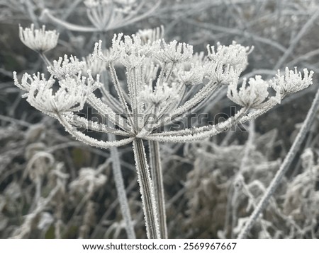 Similar – Image, Stock Photo Frosty and foggy morning on the Polish Ochodzita mountain with a view of the Czech Beskydy mountains. Lysa mountain illuminated with orange light. Winter and frosty environment