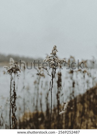 Similar – Image, Stock Photo withered beauty Nature