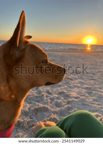 Similar – Foto Bild Hund beobachtet Sonnenuntergang auf dem Land