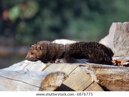 Picture of an American Mink (Mustela vison) on a pile of wood