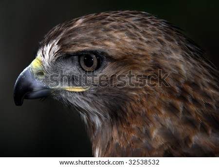 Close up portrait of a wild red tailed hawk