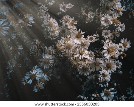 Similar – Image, Stock Photo Some bright daisies flowers keep distance from each other on a grey, ancient stone wall covered with moss in front of a pool with blue-green shimmering water