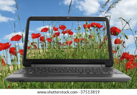 Netbook (notebook) with poppies on screen in a field of poppies