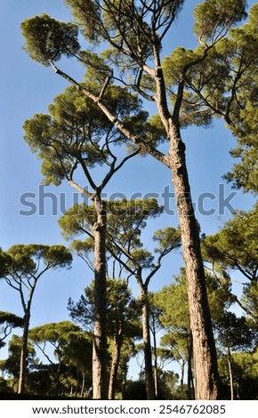 Image, Stock Photo Marseille / Canopy of Notre Dame de la Garde, view to the Mediterranean Sea