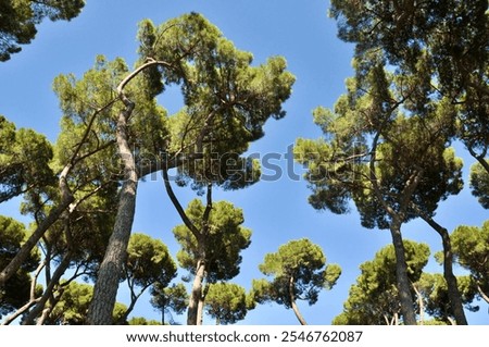 Similar – Image, Stock Photo Marseille / Canopy of Notre Dame de la Garde, view to the Mediterranean Sea