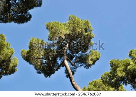 Similar – Image, Stock Photo Marseille / Canopy of Notre Dame de la Garde, view to the Mediterranean Sea