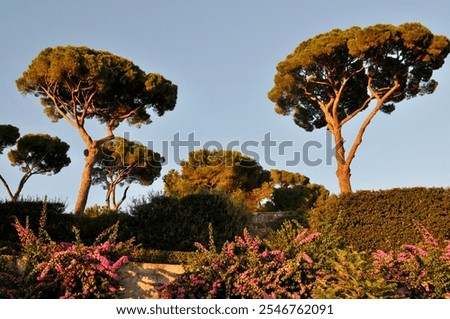 Similar – Image, Stock Photo Marseille / Canopy of Notre Dame de la Garde, view to the Mediterranean Sea