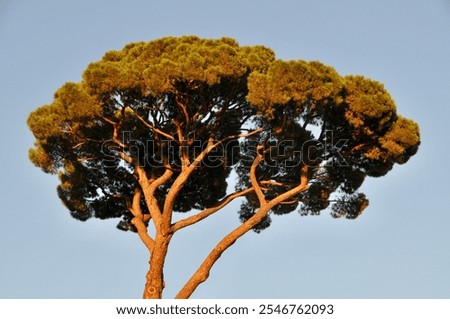 Similar – Image, Stock Photo Marseille / Canopy of Notre Dame de la Garde, view to the Mediterranean Sea