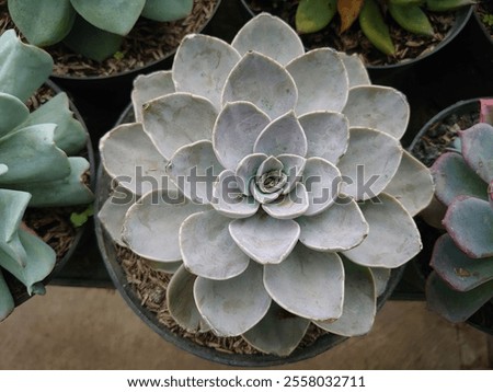 Similar – Foto Bild Nahaufnahme der Echeveria-Pflanze