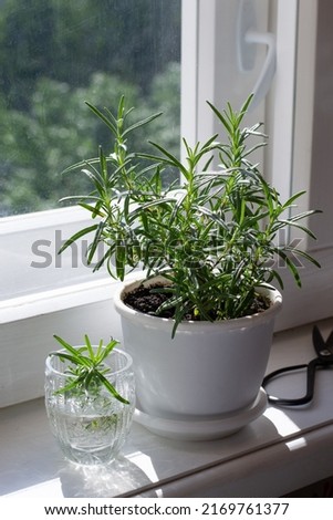 Similar – Image, Stock Photo Rosemary plant in herb bed