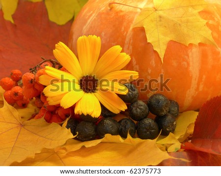 Pumpkin, autumn leaves and berries