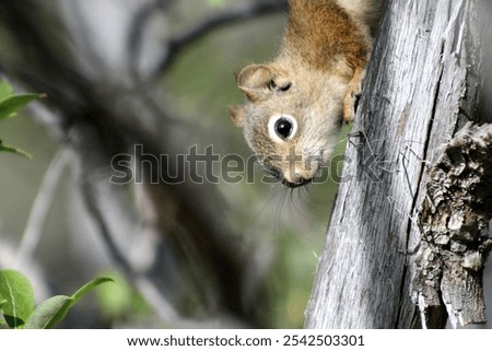 Similar – Image, Stock Photo Squirrels upside down on a tree trunk