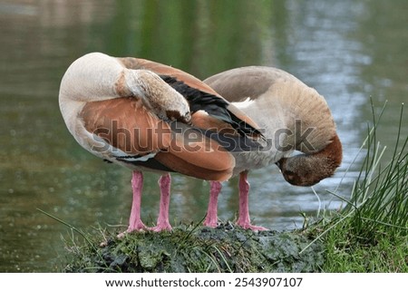 Image, Stock Photo Egyptian geese in the evening on a harvested grain field at the edge of the forest.