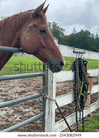 Similar – Image, Stock Photo Brown horse resting in stable