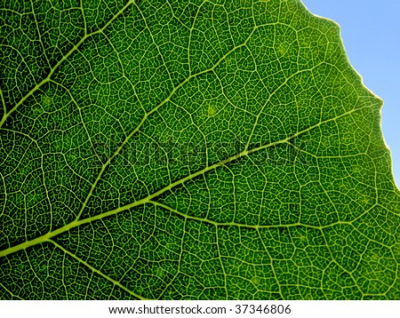 Close up. Circulatory system of green leaf.