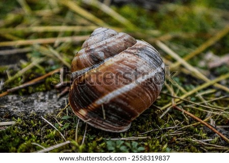 Similar – Image, Stock Photo Snail house pattern.