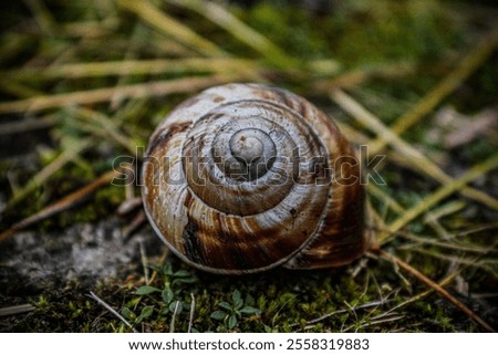 Similar – Image, Stock Photo Snail house pattern.