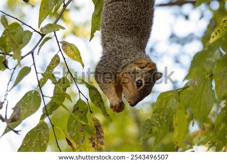 Similar – Image, Stock Photo Squirrels upside down on a tree trunk