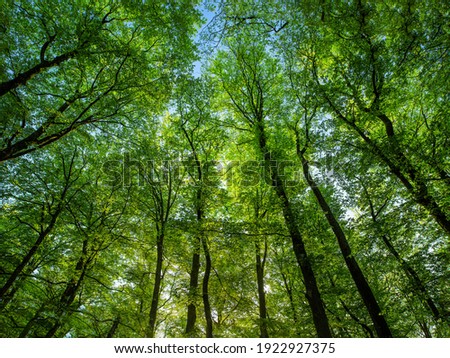 Similar – Image, Stock Photo beech forest in summertime