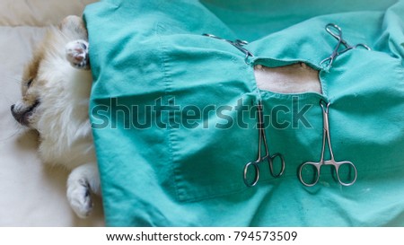 Similar – Foto Bild Tierarzt bei der Vorbereitung eines Hundes für eine Tomographieuntersuchung in der Klinik