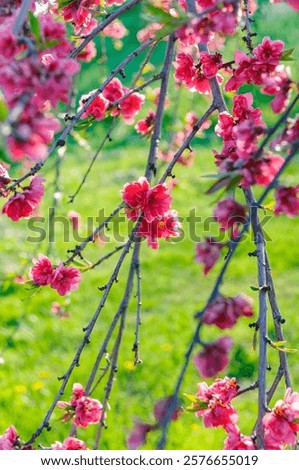 Similar – Foto Bild Frühlingsbbote Umwelt