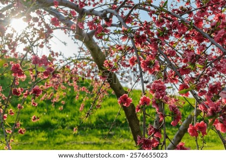 Similar – Foto Bild Frühlingsbbote Umwelt