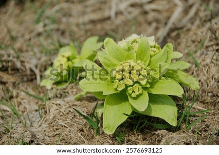 Similar – Foto Bild Frühlingsbbote Umwelt