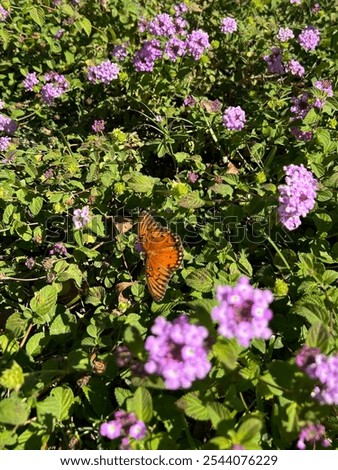 Similar – Image, Stock Photo take a break! Butterfly in rest position