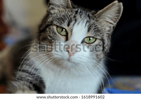 Similar – Image, Stock Photo white tabby cat with ear notch outside in the forest