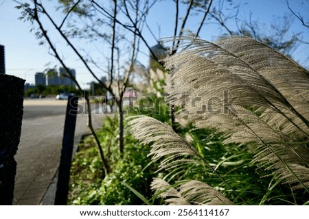 Similar – Foto Bild Schilf im Gegenlicht der Sonne