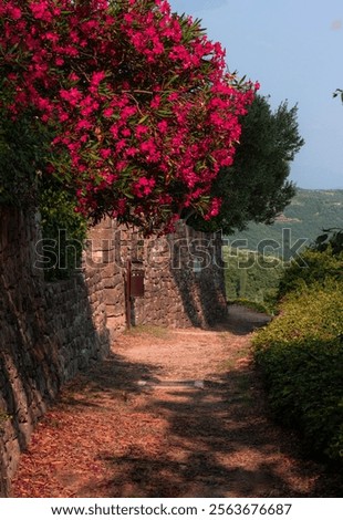 Similar – Image, Stock Photo Hidden road in the forest in spring