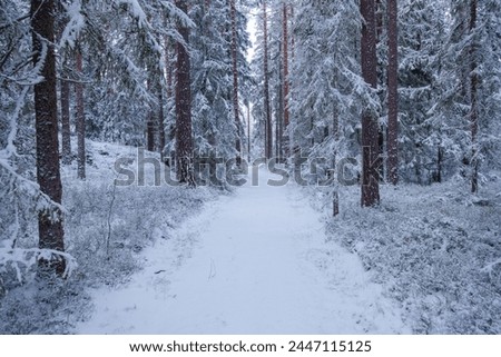 Similar – Image, Stock Photo Forest path in snow-covered wide landscape in the warm light of the morning sun (Wildpark “Alte Fasanerie”, Hanau, Germany)