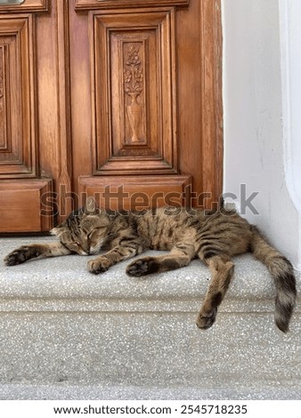 Similar – Image, Stock Photo after-lunch nap in the sun