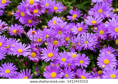 Similar – Image, Stock Photo Blue daisy, Brachyscome multifida from Australia