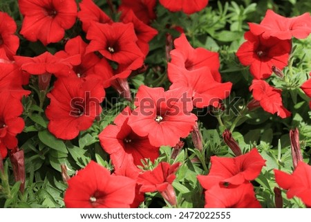 Similar – Image, Stock Photo flowering petunias