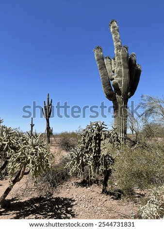 Similar – Image, Stock Photo Large cacti in a greenhouse under a glass roof