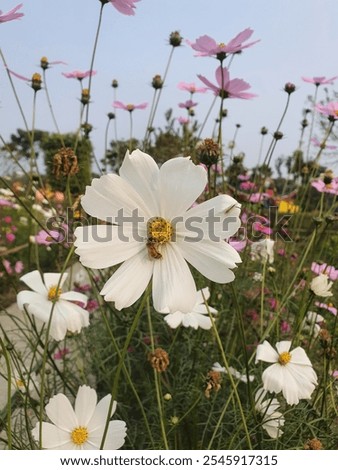 Similar – Image, Stock Photo Flowering verbena, Patagonian verbena (Verbena bonariensis)