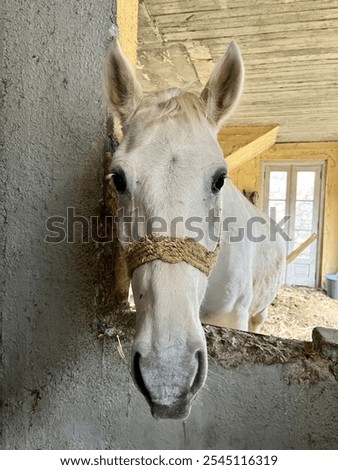 Image, Stock Photo White horse waiting on the stable