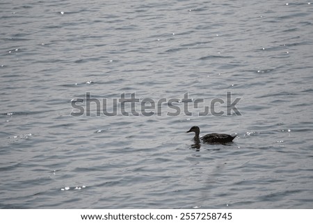 Image, Stock Photo migratory birds Berlin