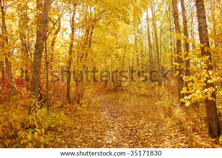 Path in a golden forest