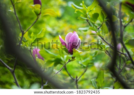 Similar – Image, Stock Photo Spring awakening