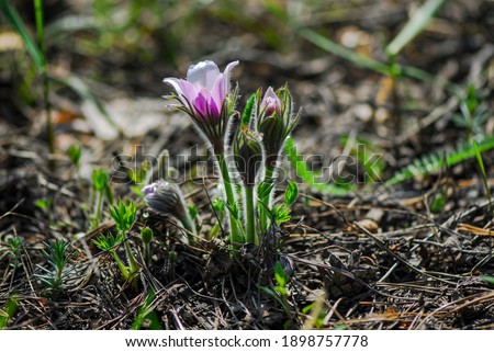 Similar – Image, Stock Photo Spring awakening