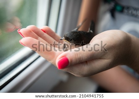 Little swallow sitting on balkony, keeping birds in captivity and save wild nature Zdjęcia stock © 
